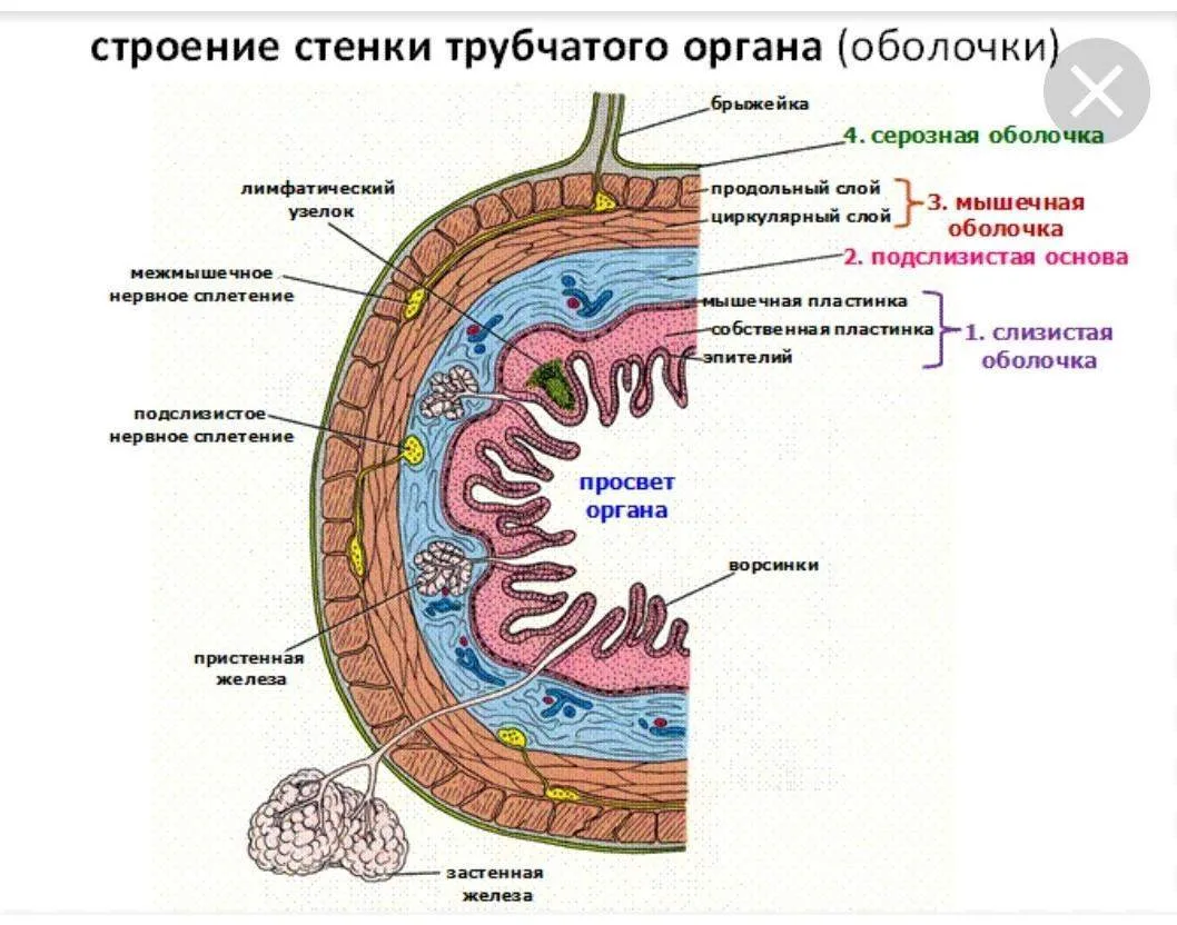 Строение стенки трубчатого органа