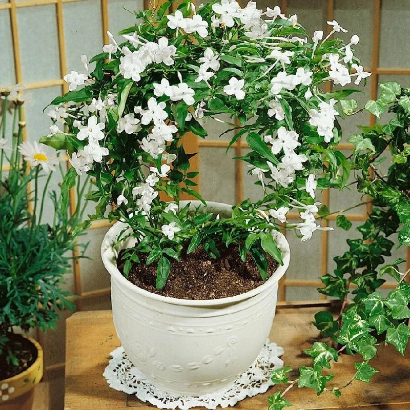 КОМНАТНЫЙ ЖАСМИН🌿

Ароматная лиана с мелкими белыми или желтыми цветками, цветет летом, любит свет 
