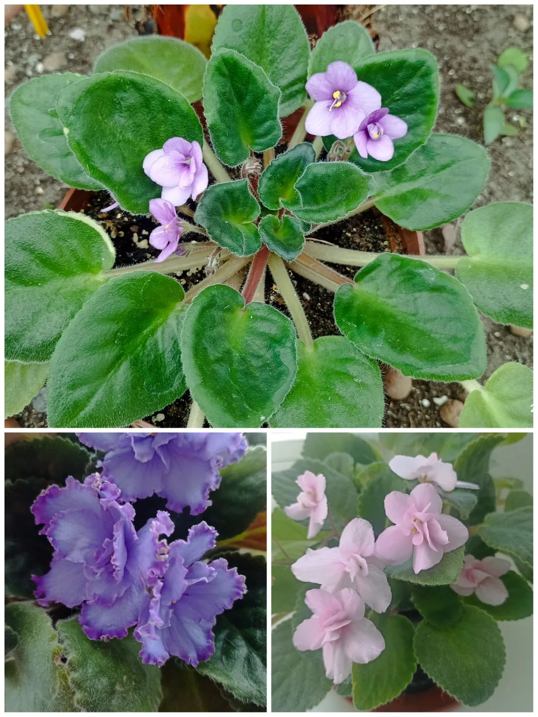 Продолжаем «Разговор о живой природе» в оранжерее СЮН. Королева домашнего цветоводства – сенполия (у