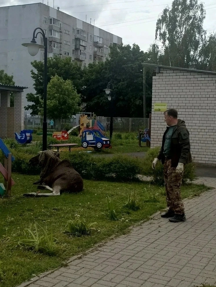 В детском саду Ярославля провели операцию по эвакуации лося.