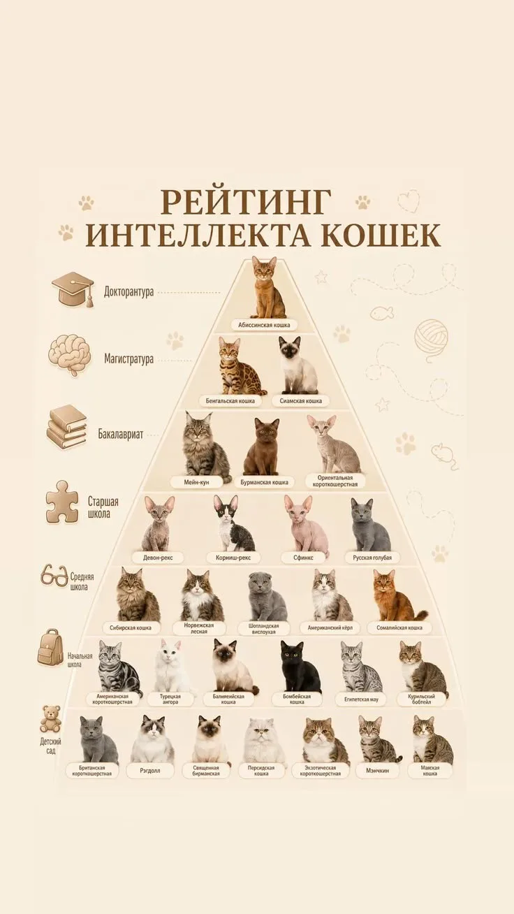 Рейтинг интеллекта кошек 🐱🧠