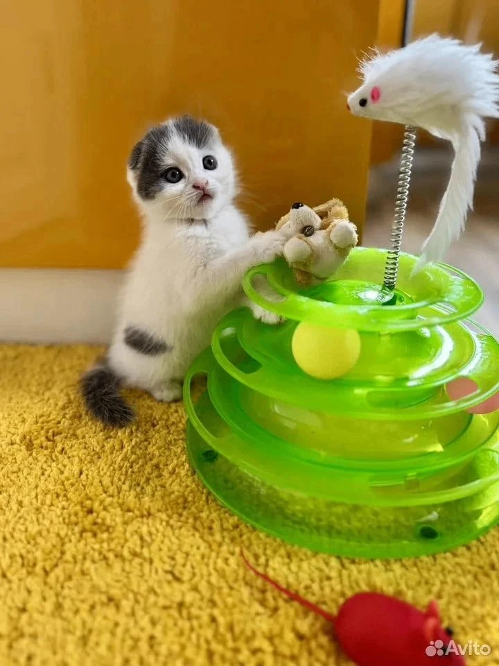 Котенок на миллион!  А вернее, на 5 555 555 рублей. За такую цену в Екатеринбурге продают очаровател