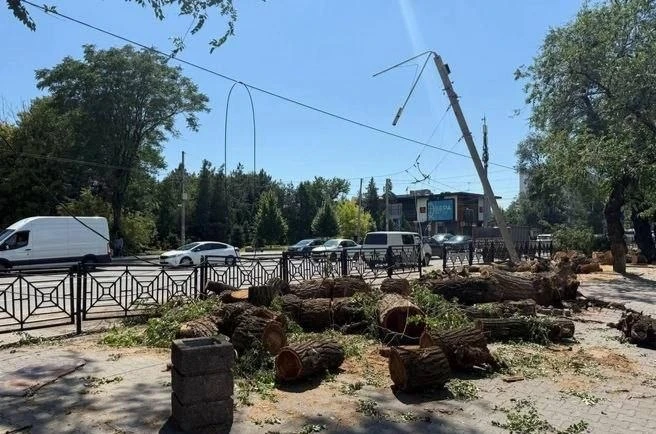 💨 Ростовские деревья пали жертвами старости, а не только ветра.