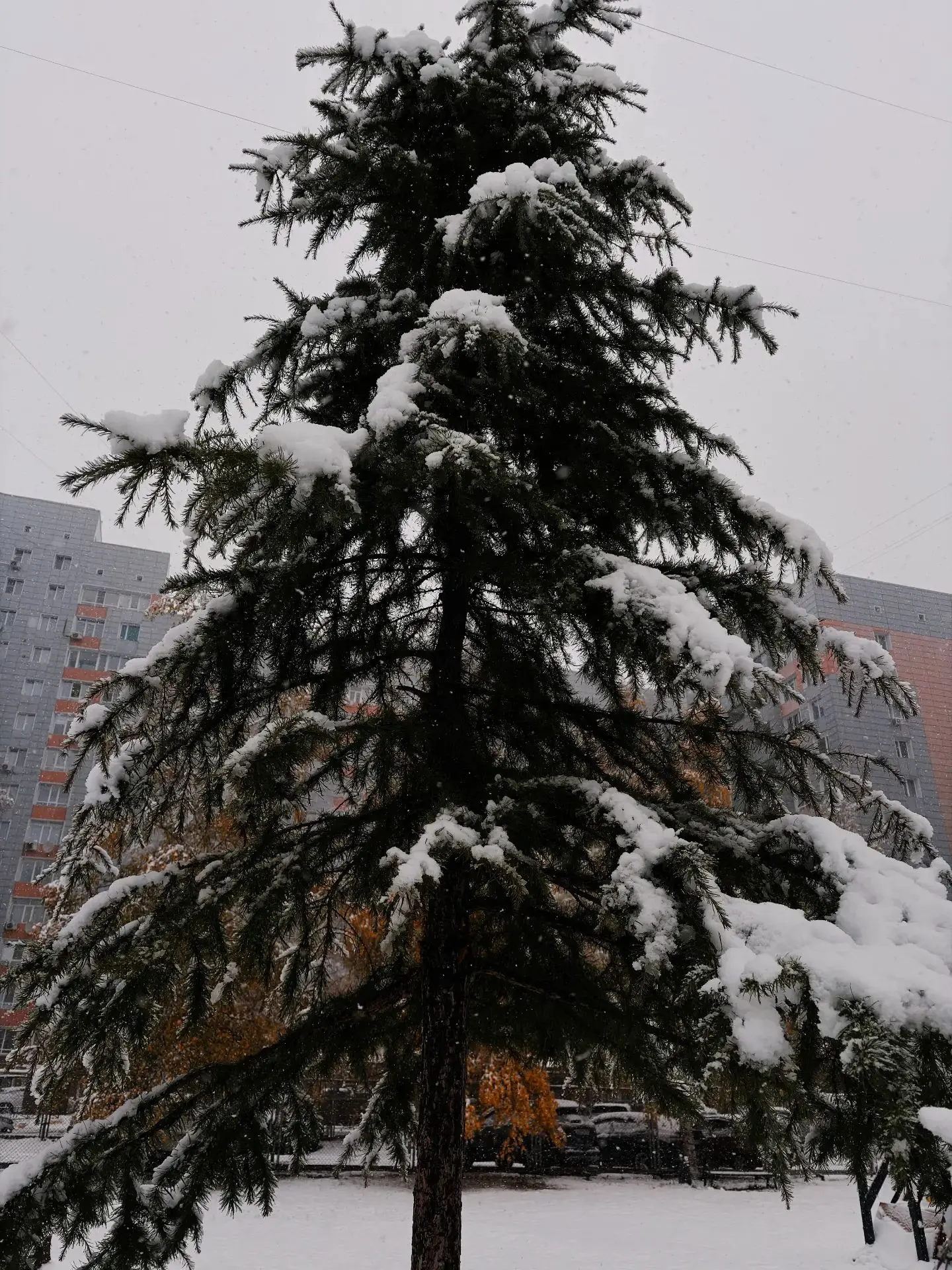 Заморозки #глазами_НВГУ 🍁❄