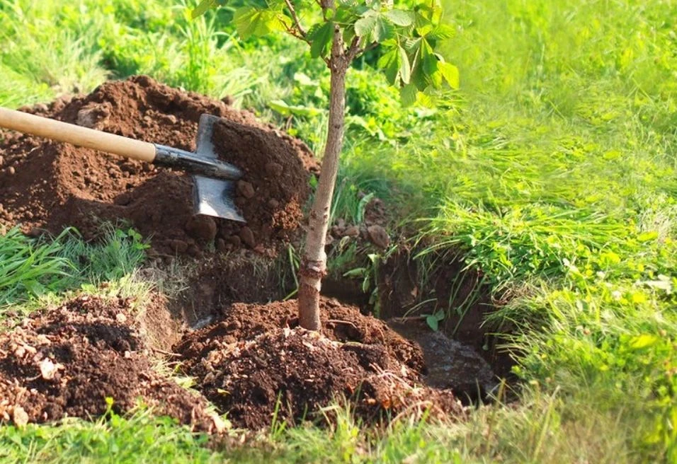 Посадка деревьев в октябре: 5 правил, которые решают всё 🌳