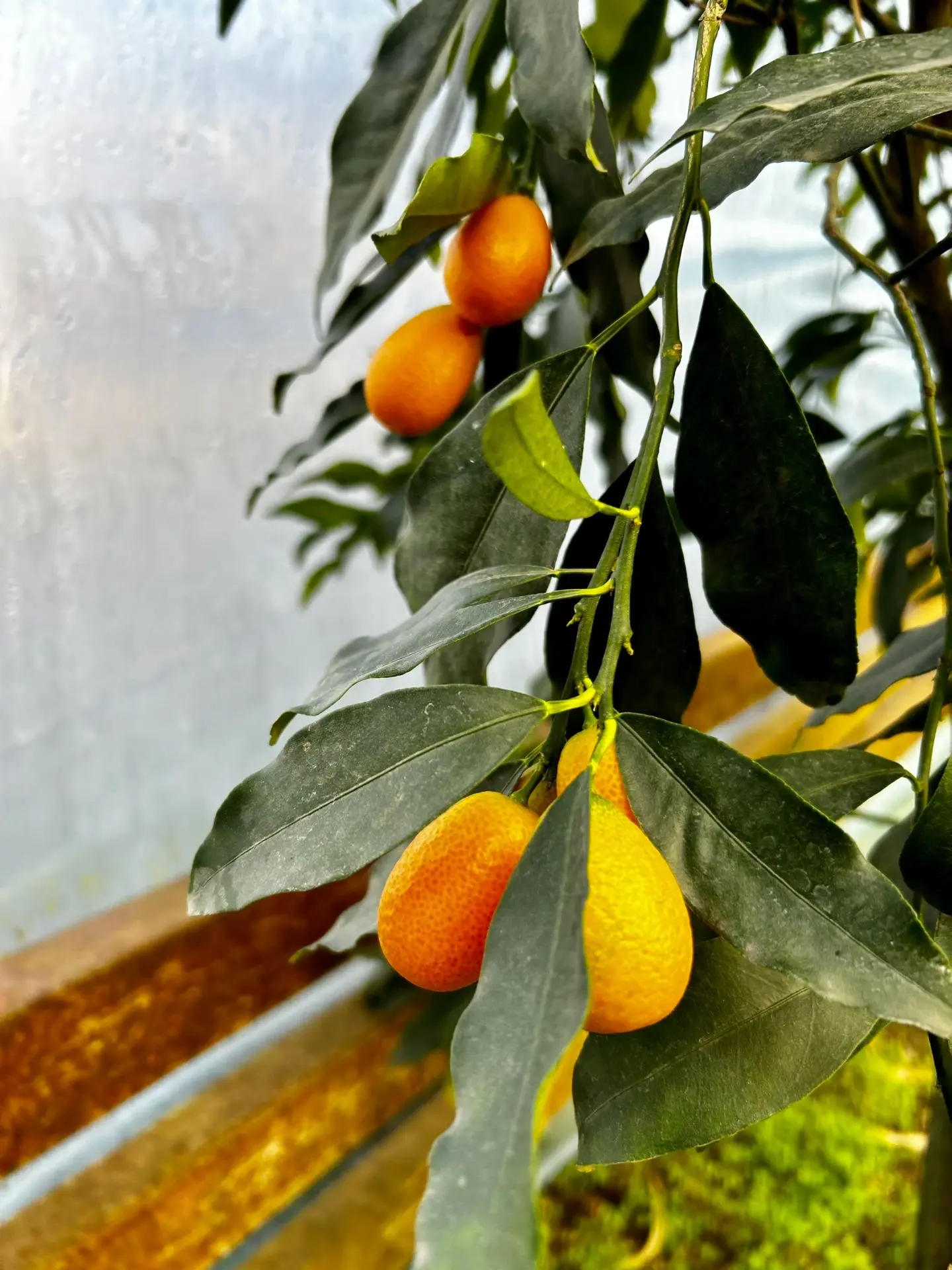 Личный рейтинг кумкватов 🍊

Пост не новый, решила продублировать 🙌 но за это время никак мои вкусы