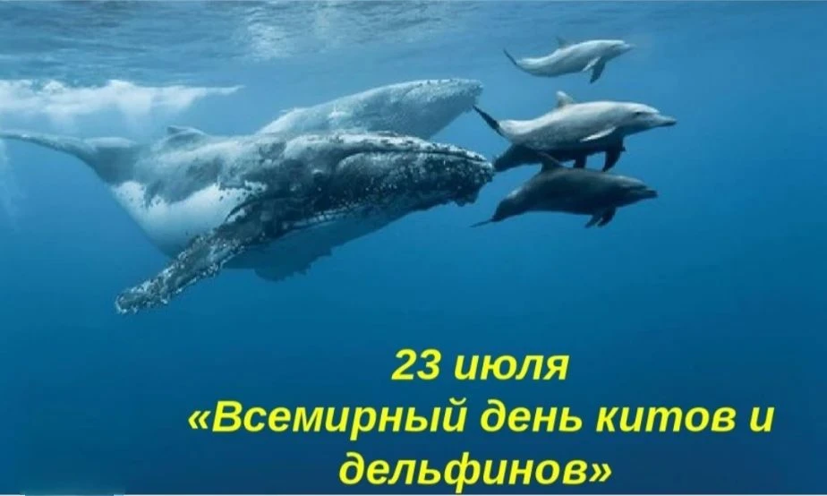 Сегодня отмечается Всемирный день китов и дельфинов. 🐬🐳Это международный экологически...