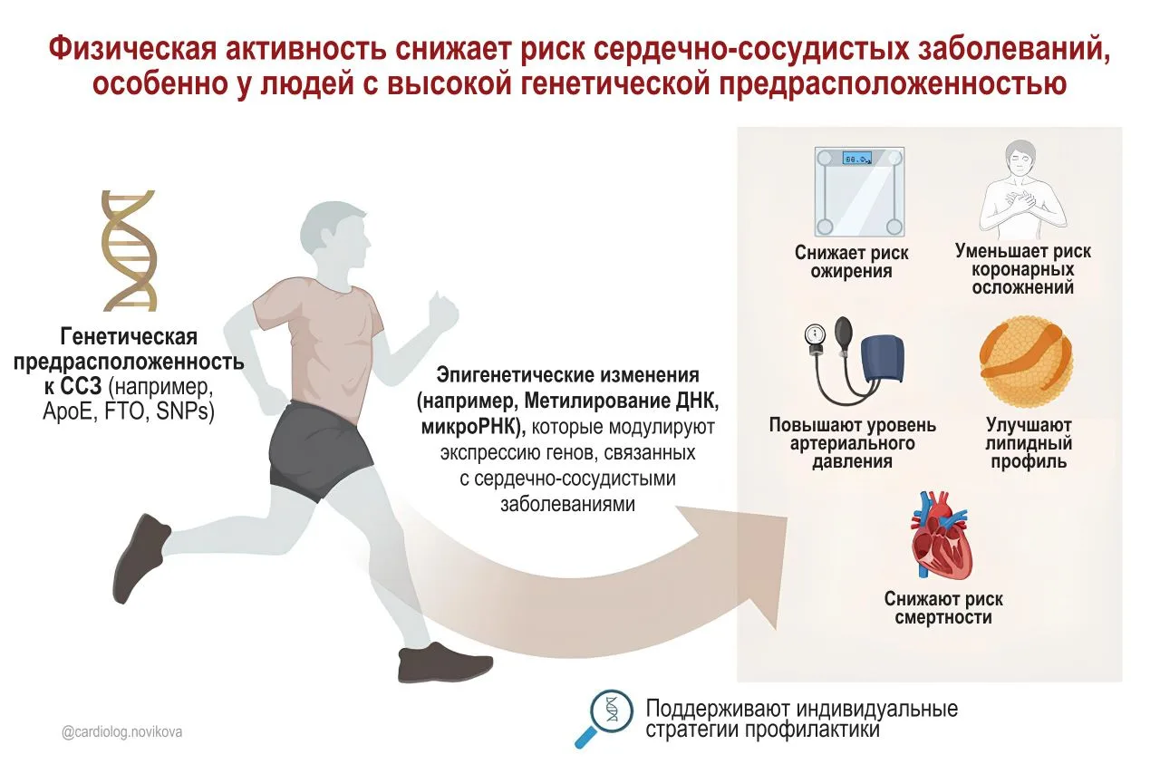 «Гены — не приговор: движение меняет правила игры»  Регулярная физическая активность снижает риск се