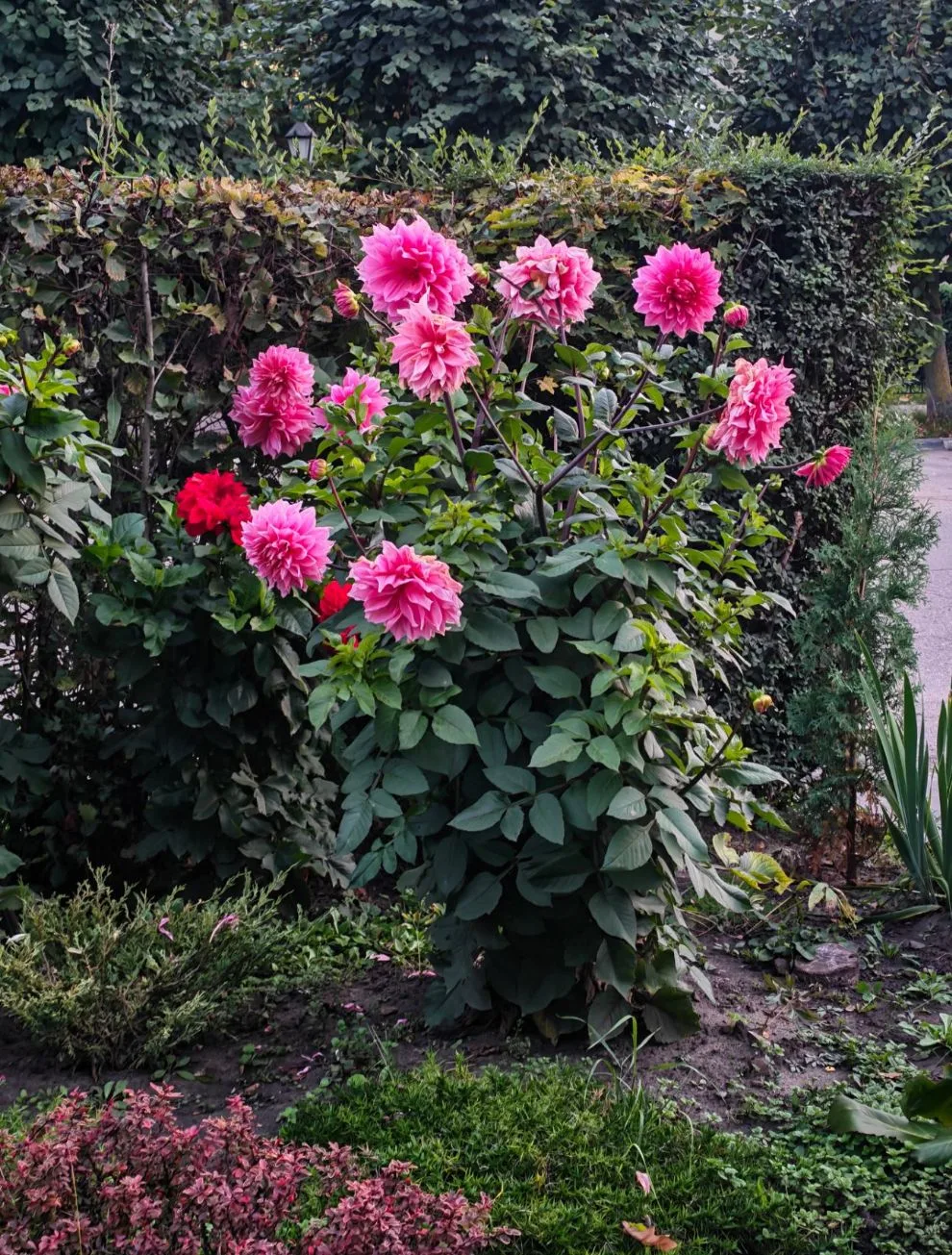 Доброе утро, хорошего дня и отличного настроения 🤗 🌸