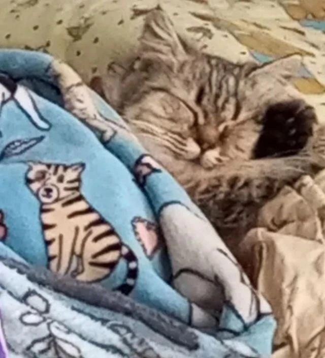😴 Кошка Боня сладко спит, пока хозяева бегут по делам. 

На то она и кошка. А вам доброго утра!
