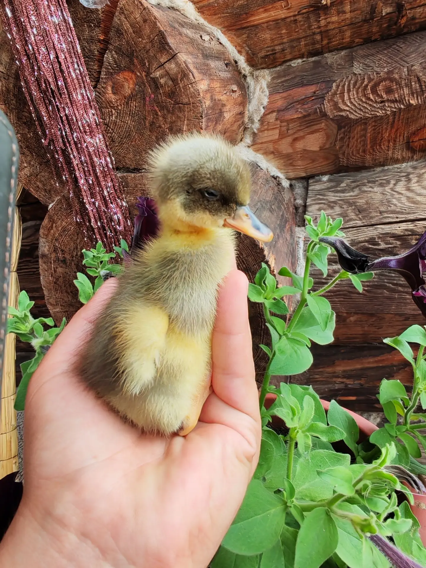 Три дня от роду, а такой серьёзный малыш😍🐣🐥🦆