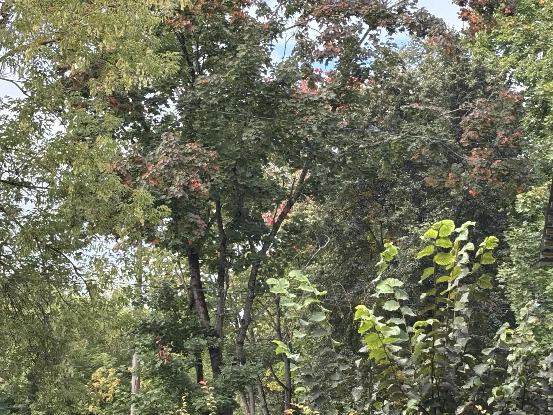 Наблюдаем за природой вместе с «Гномиками» 🌳