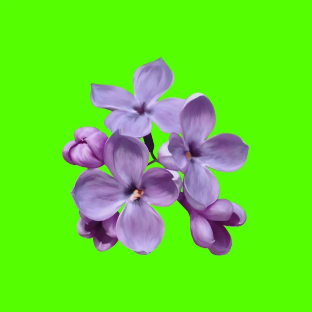 Pinterest | TikTok