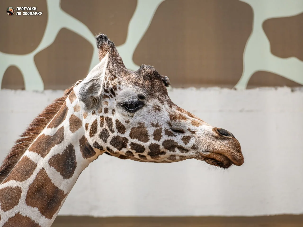 Это жирафа Соня🦒