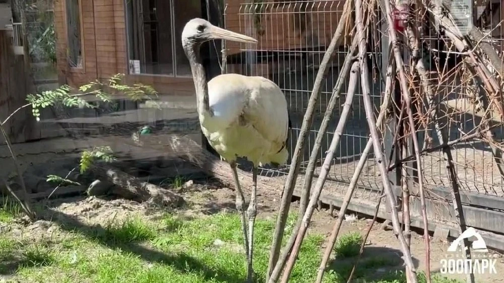 🦢В Челябинский зоопарк прибыл редкий японский журавль Юто