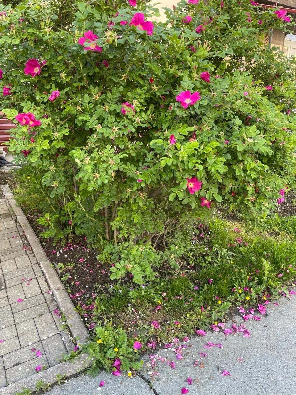 Старый новый парк 💐

Когда я была маленькой, мама работала в Доме культуры. Частенько брала меня с 