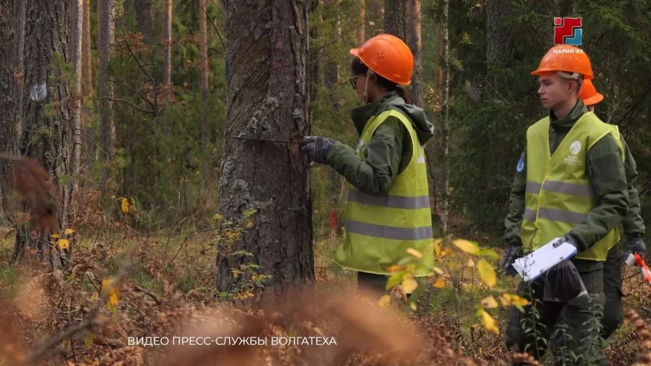 🌲 Йошкар-Ола на 5 дней стала лесной столицей России. На базе Волгатеха, который уже в ...