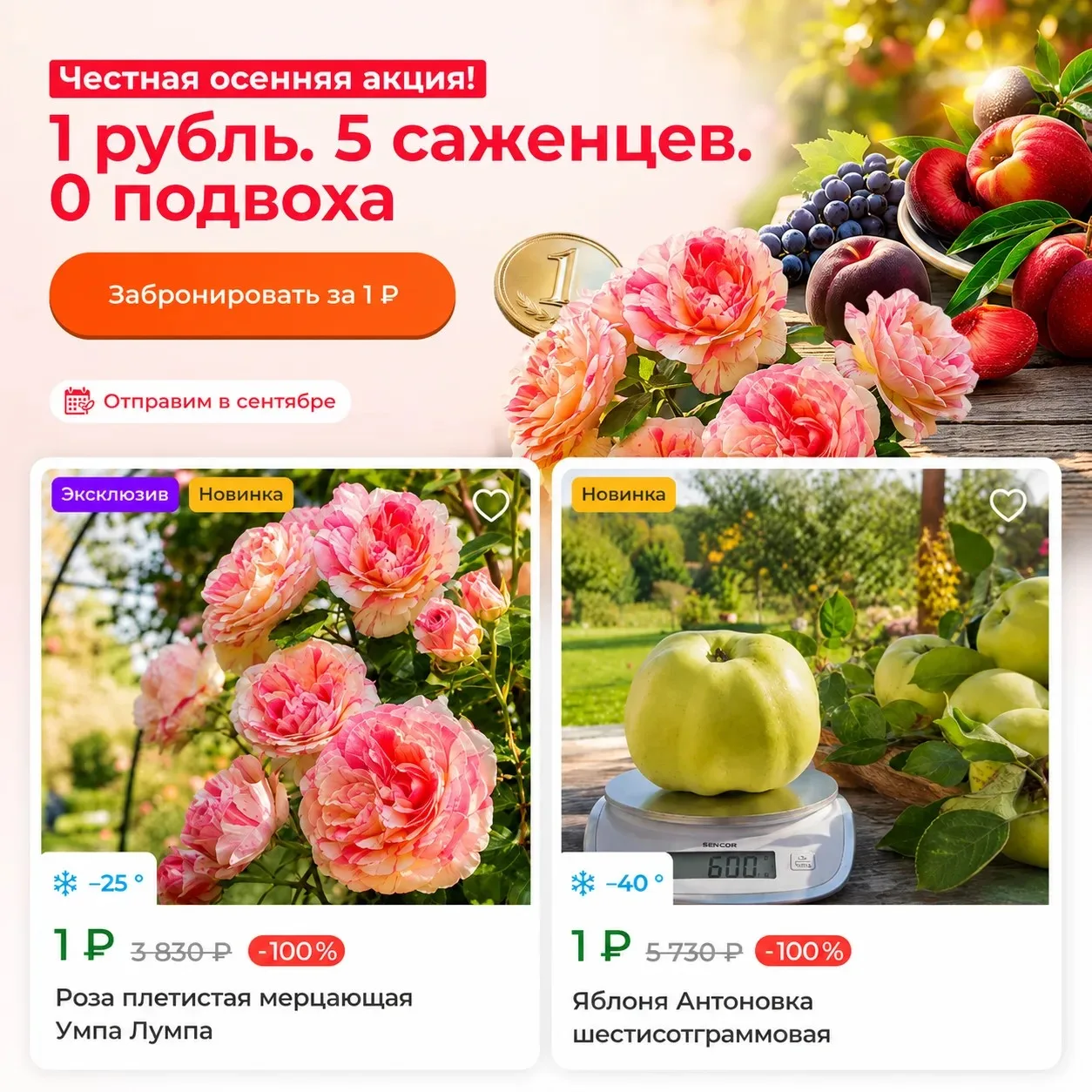 ШОК! Саженцы за 1 рубль 🌱
