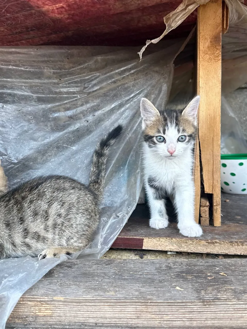 Кормить дворовых кошек — доброе дело…или нет? 🥺