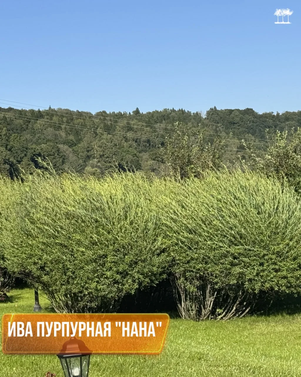 Ива пурпурная «Нана» — для проектов, где нужно оформить берег водоёма, склон, низкую изгородь или ст