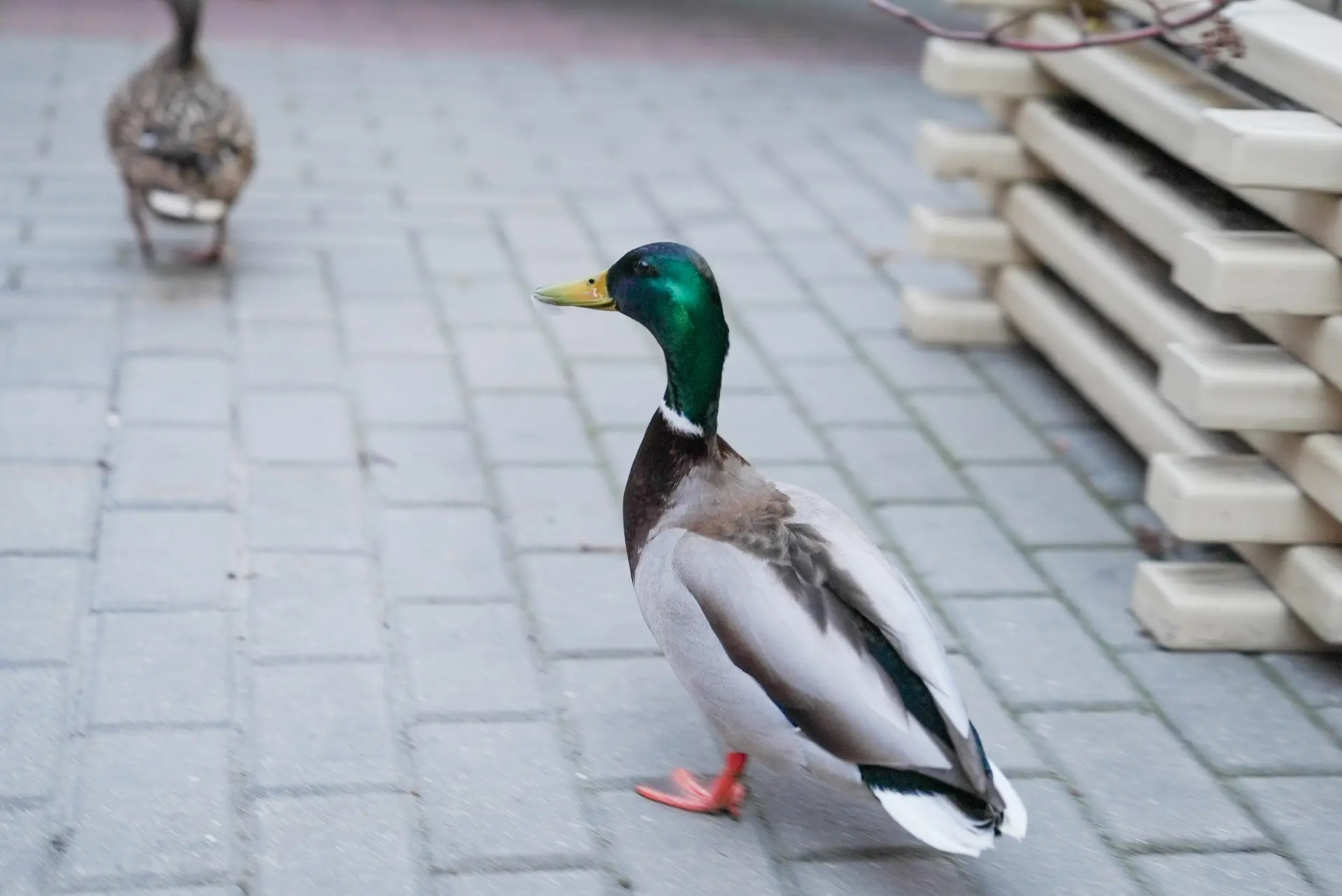 🦆 В МГЮА неожиданные гости!  Этим весенним днем дворик Университета имени О.Е. Кутафина (МГЮА) посет