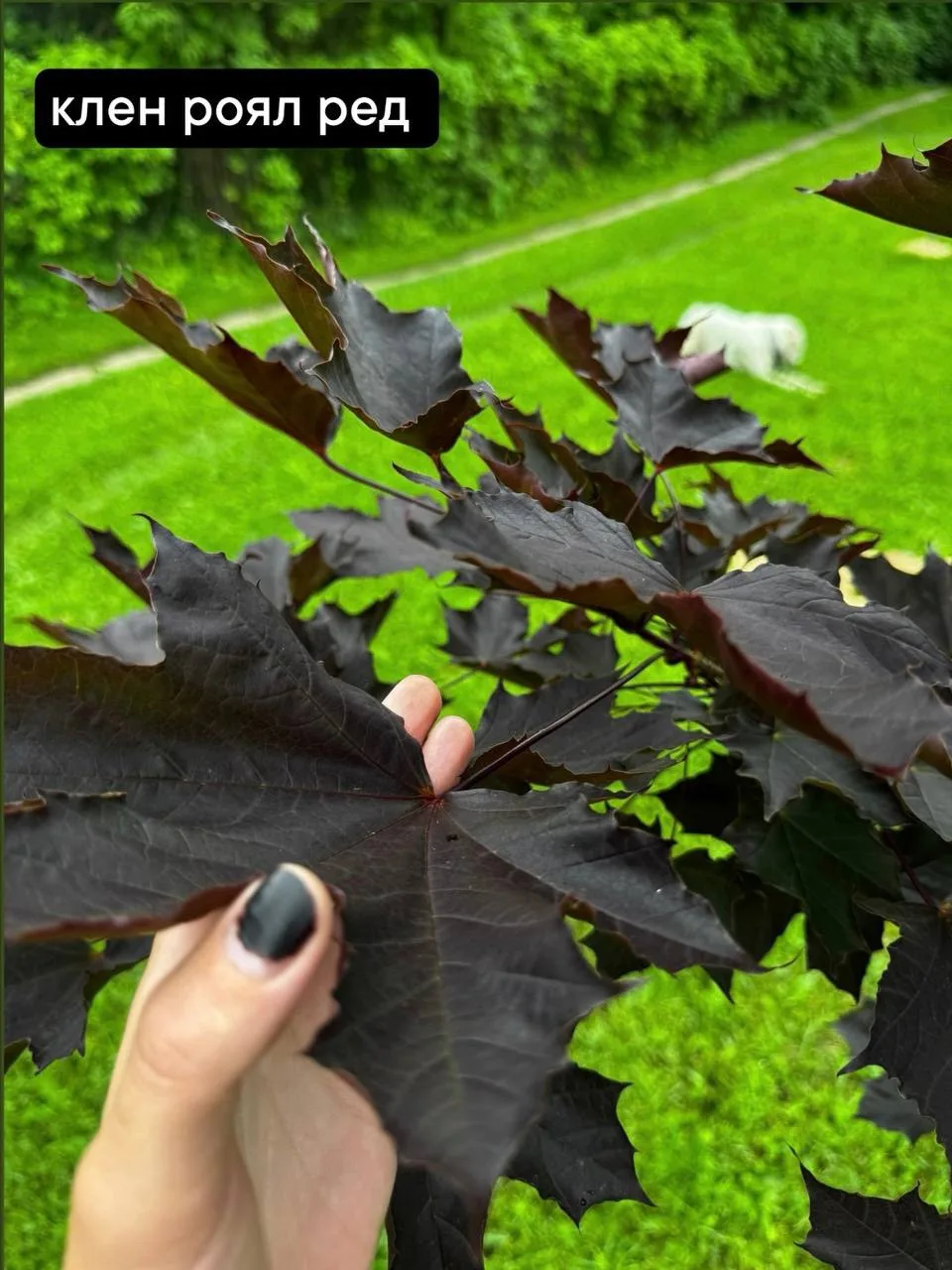 Темнолистные деревья и кустарники у меня в саду 🖤
Все названия на фото.
Не вошли только черемуха Шу