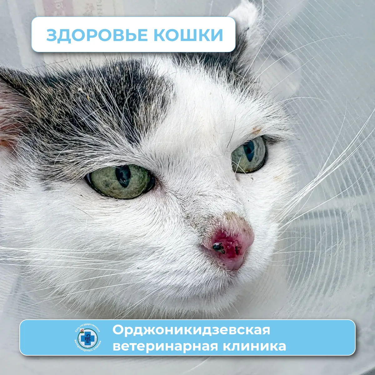 В Орджоникидзевскую ветеринарную клинику обратилась хозяйка 20-летней кошки Милы — её б...