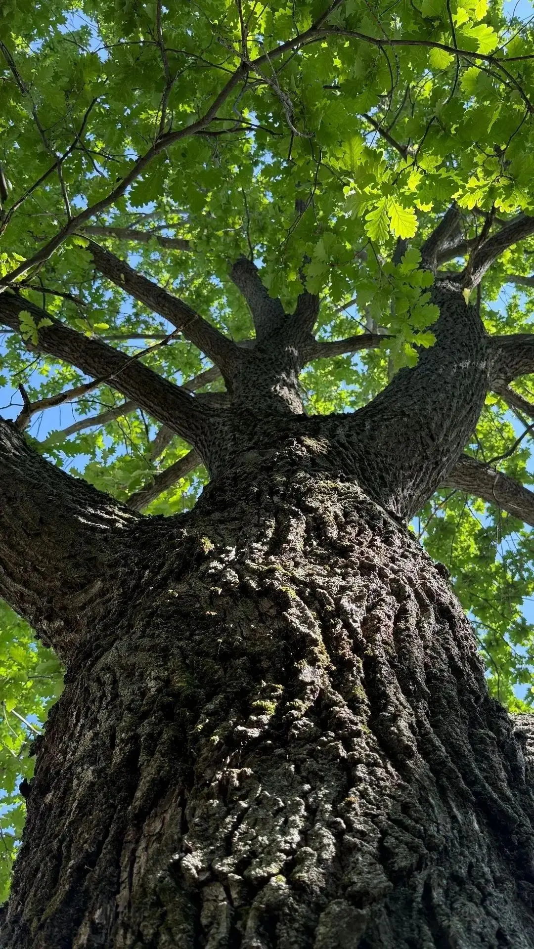 Здравствуйте, дорогие родители! 🌳Хотим обратить ваше внимание на всероссийский конкурс «Главное дер