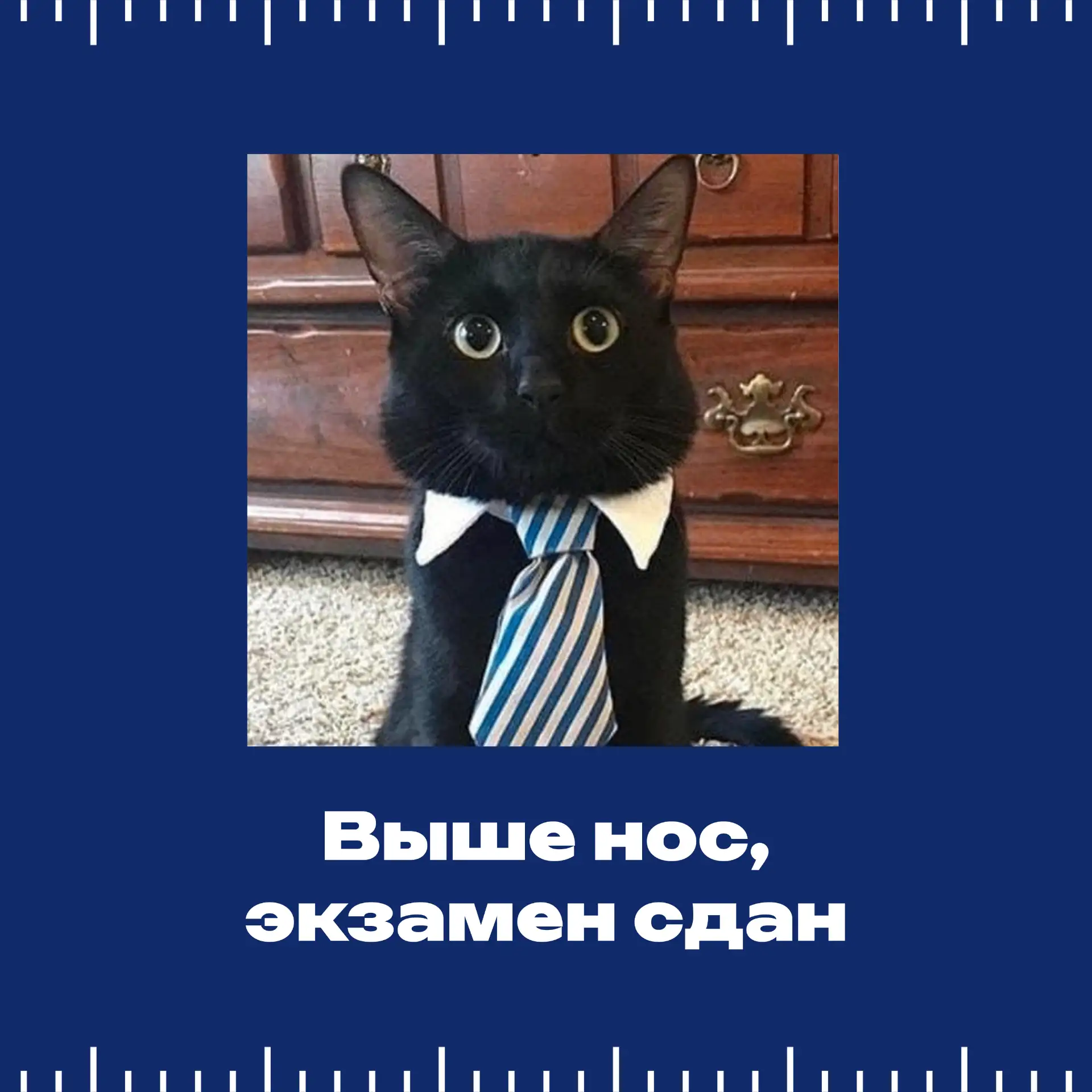 Сессия в разгаре! А какой ты котик на экзаменах? 🐱📚  Четверть студентов СтГАУ уже завершили свои зач