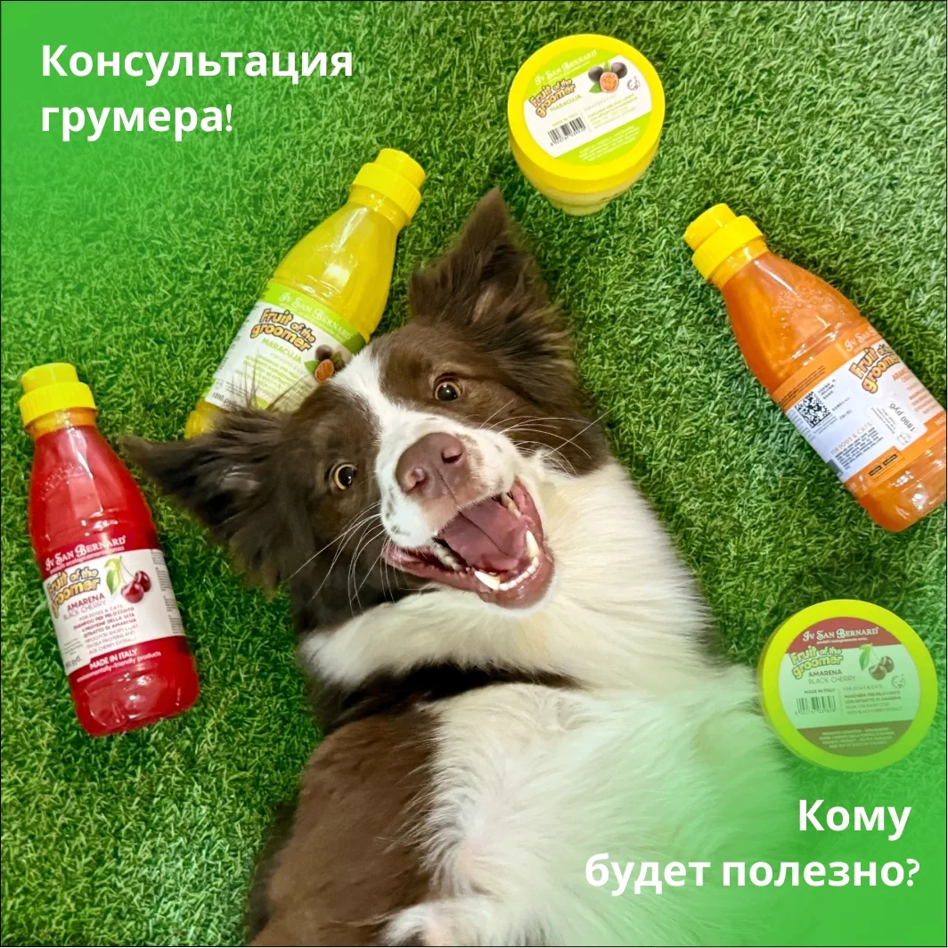 Кому будет полезна консультация грумера?