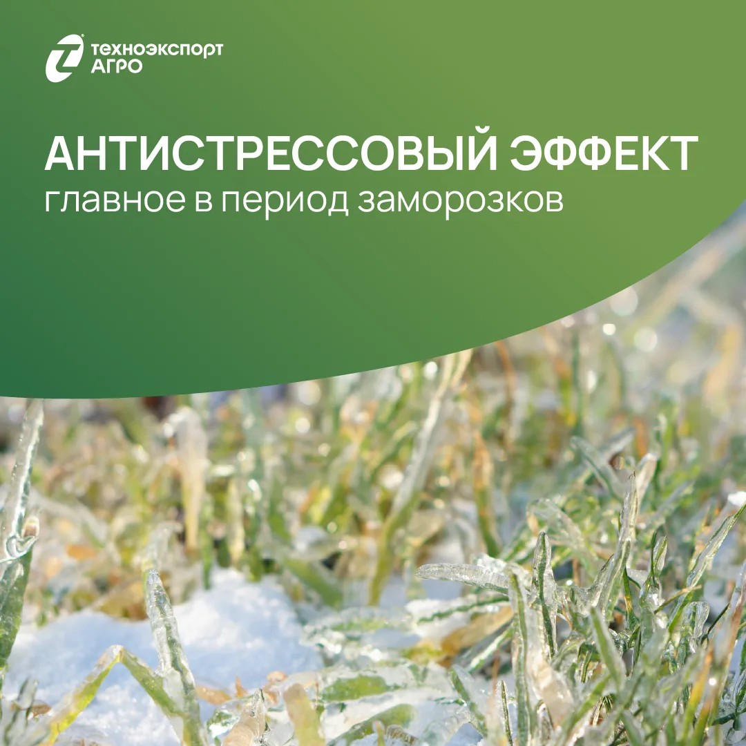 ❗ В условиях перепадов температур в клетках накапливаются активные формы кислорода, кот...