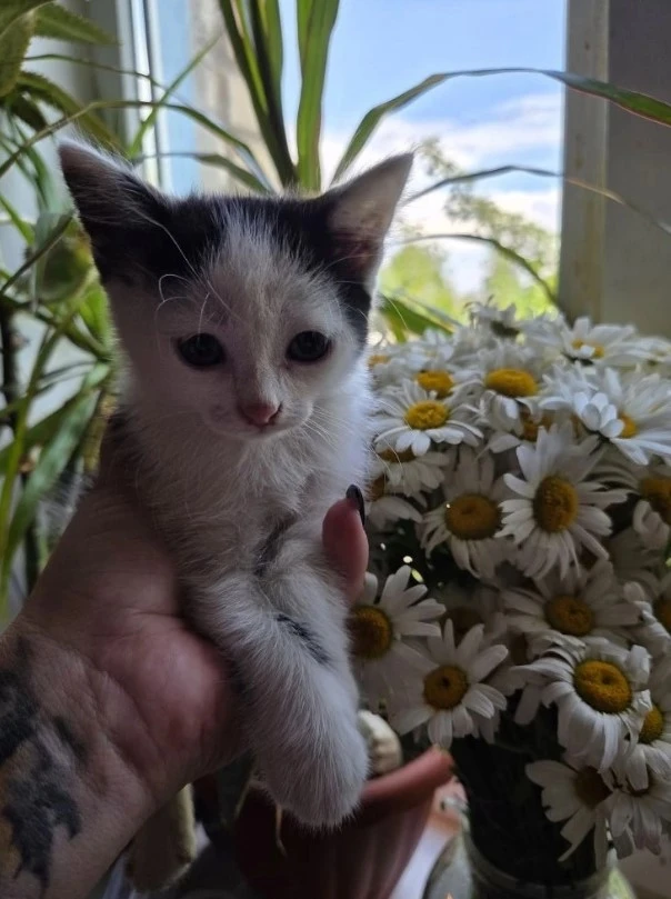 🐾 Котенок ищет дом!

Её нашли на автостоянке на въезде в город — среди машин и чужих собак. К счаст