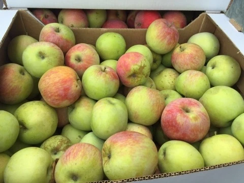 🍎Новый ГОСТ на свежие фрукты вступил в силу в России.
 
С 1 июня 2026 года в России действует новый