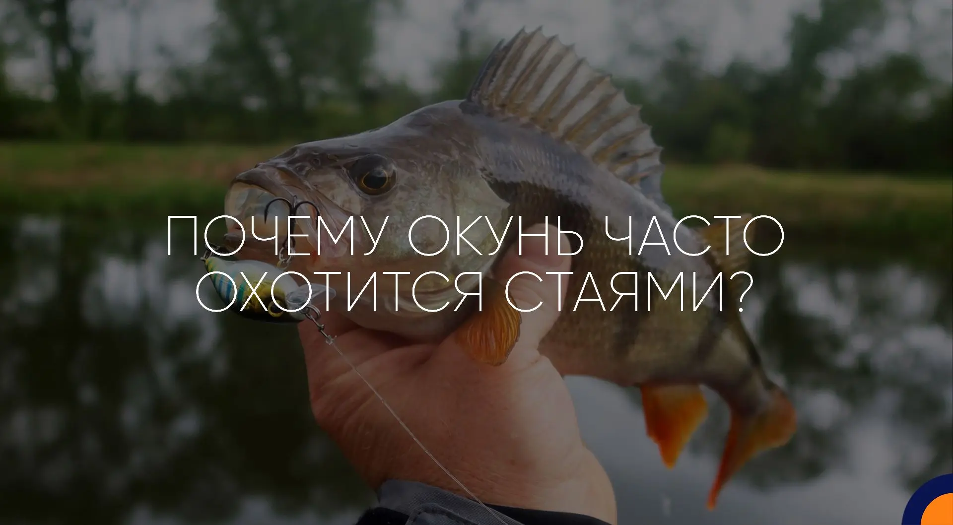 Почему окунь часто охотится стаями?