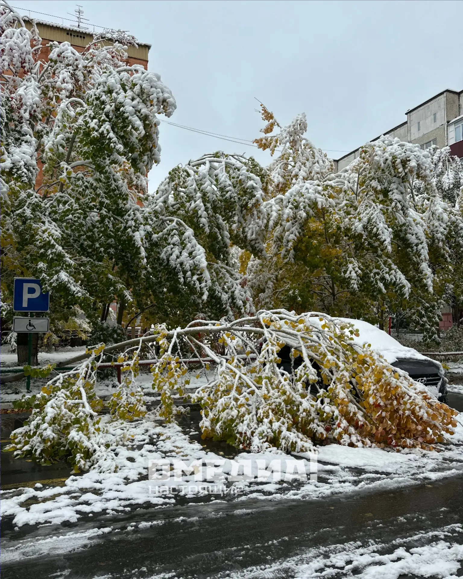 😨 В Сургуте из-за выпавшего снега падают деревья
