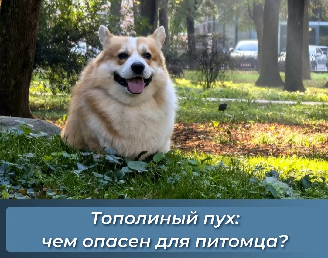 📍С приходом лета многие владельцы замечают: питомец чаще чешется, чихает или у него по...