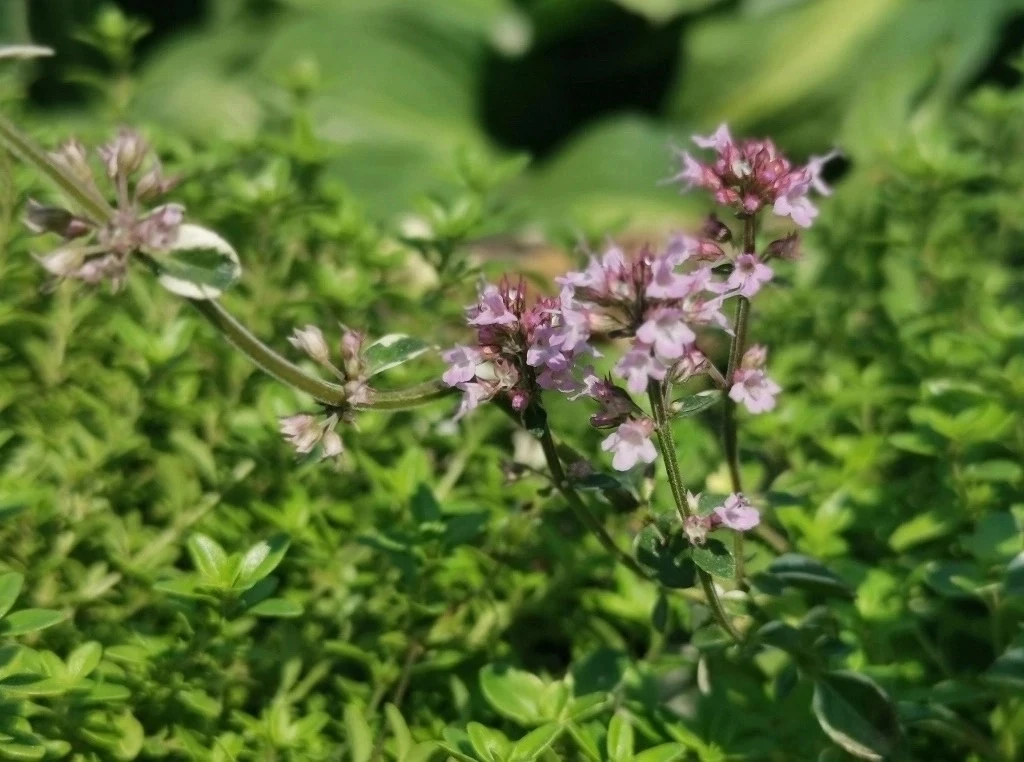Мята с запахом ананаса и лаванда 🌱