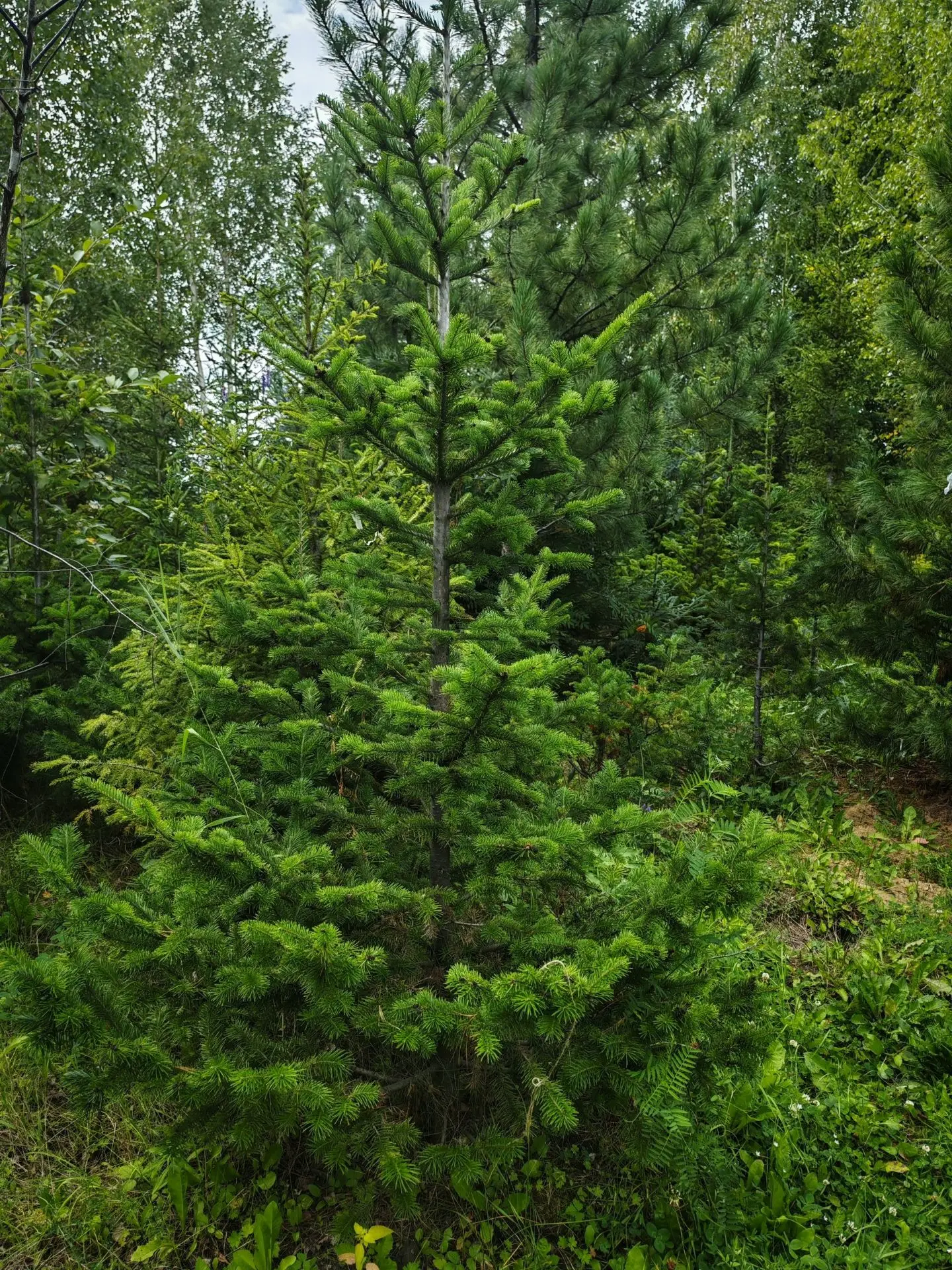 Среди них есть и наша сибирская пихта 🌲