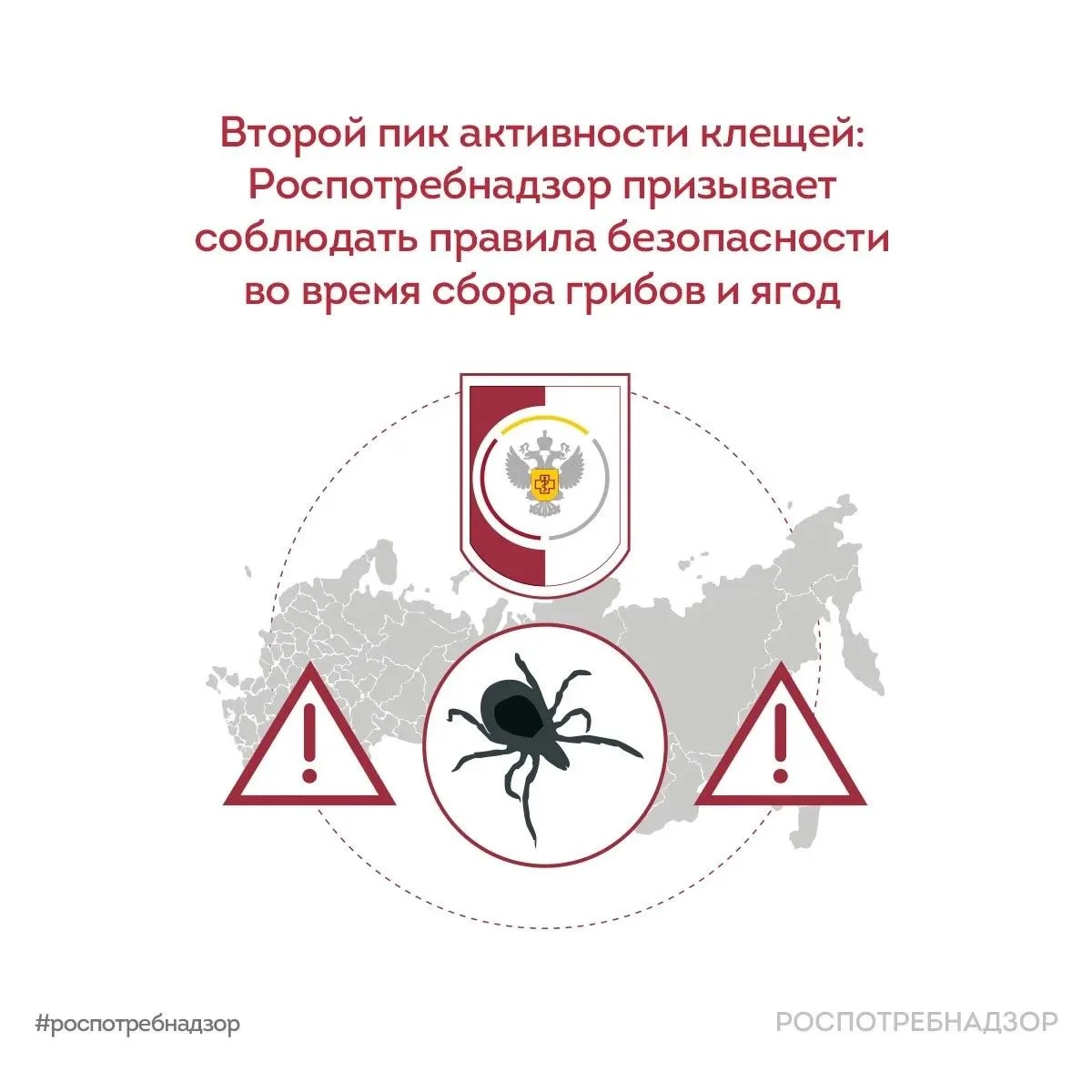 Второй пик активности клещей: будьте осторожны в лесу