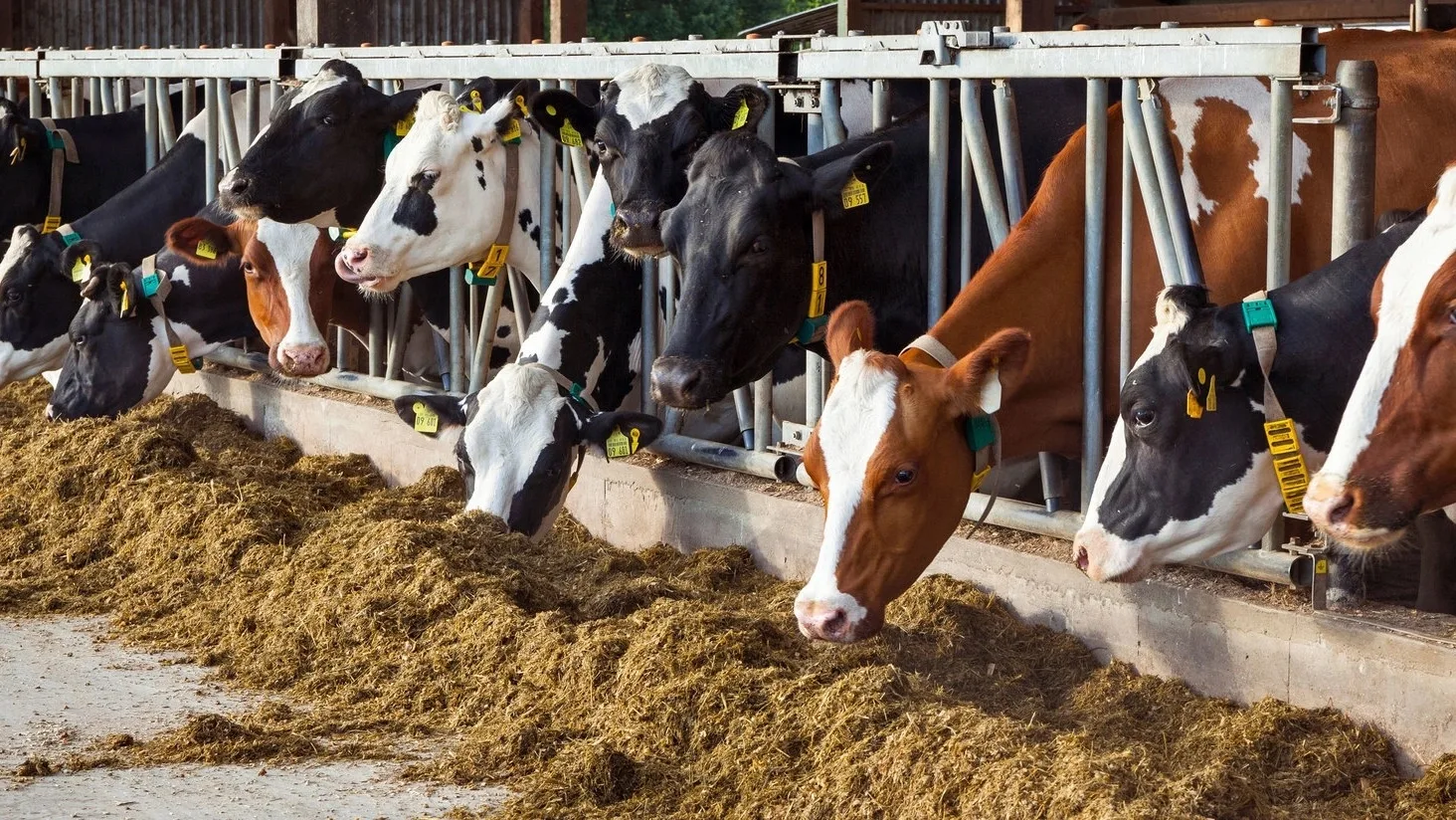 🌾Минсельхоз утвердил правила экспертизы продуктов для использования в кормах
