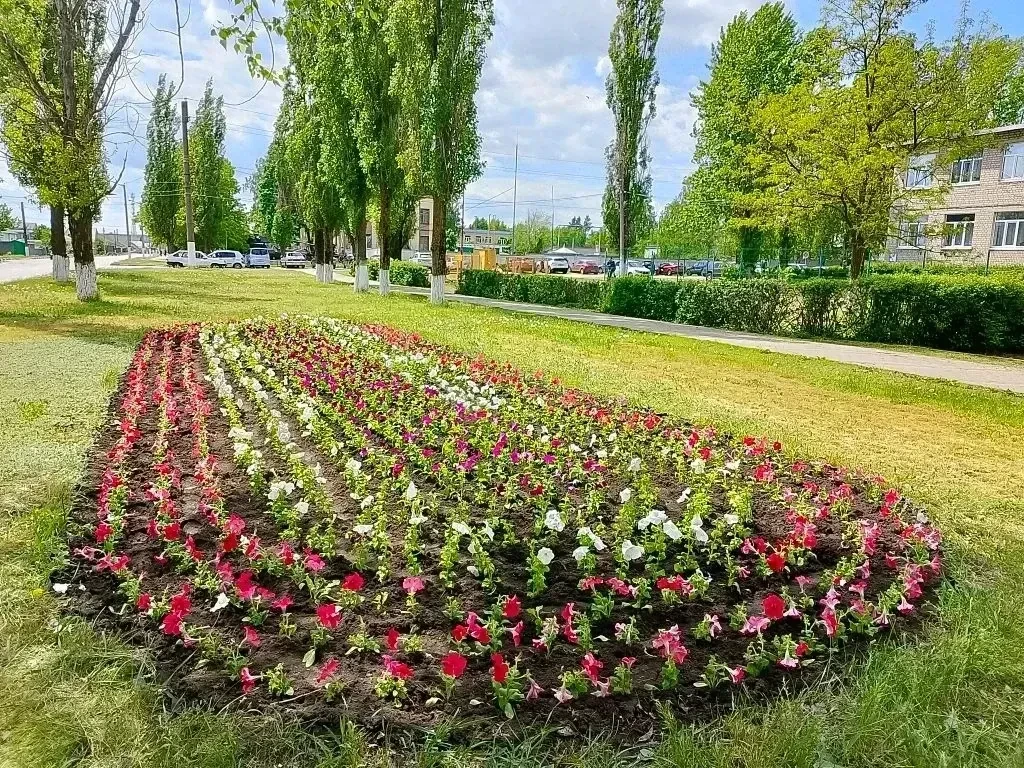 В Лисках продолжается высадка цветочной рассады