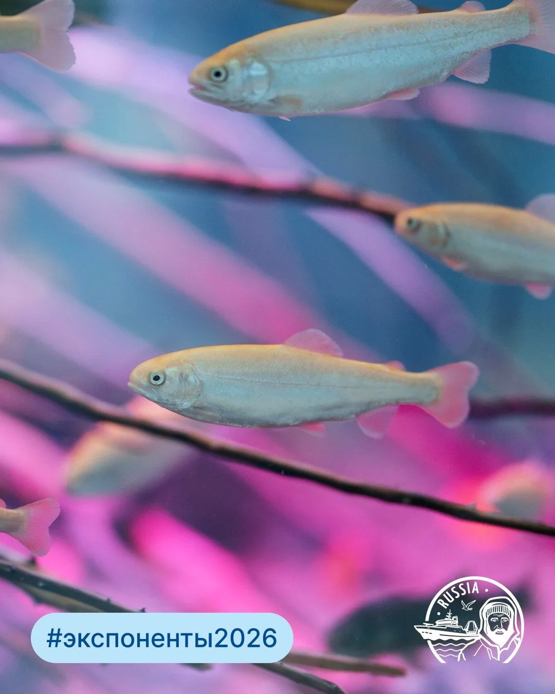 Новые #экспоненты2026: решения для развития аквакультуры 🐟