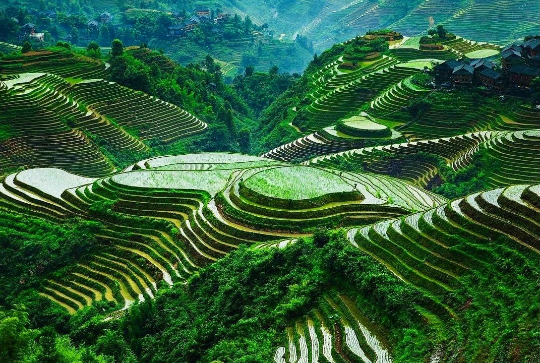 Рисовые террасы Лунцзи, Китай 🇨🇳  🔹 Лунцзи - одни из самых красивых рисовых террас в мире, признанны