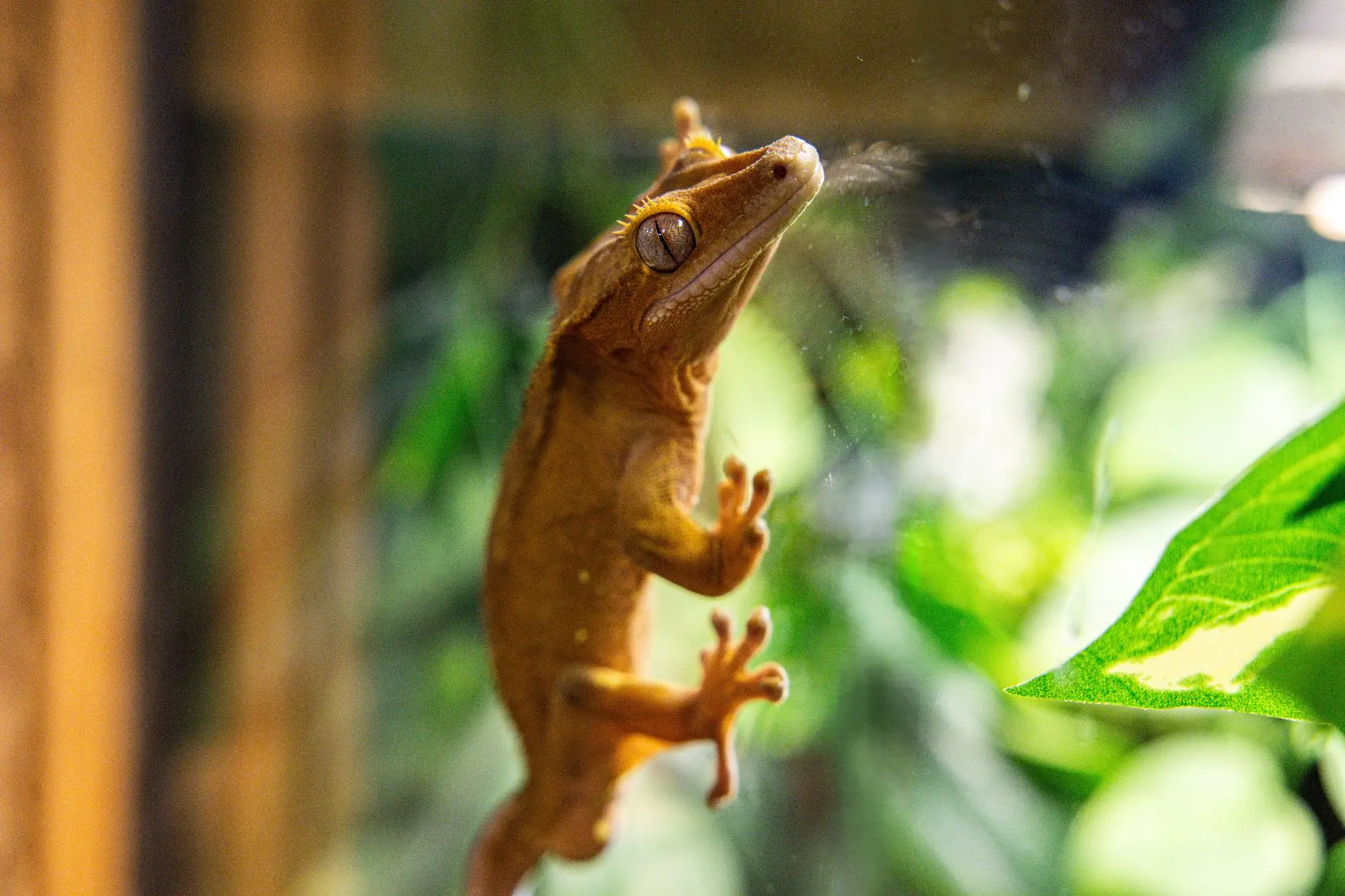 Знакомьтесь, Рыжик!🦎

Думаете, завести рептилию — это просто? А вот и нет! Нужно создать определенн
