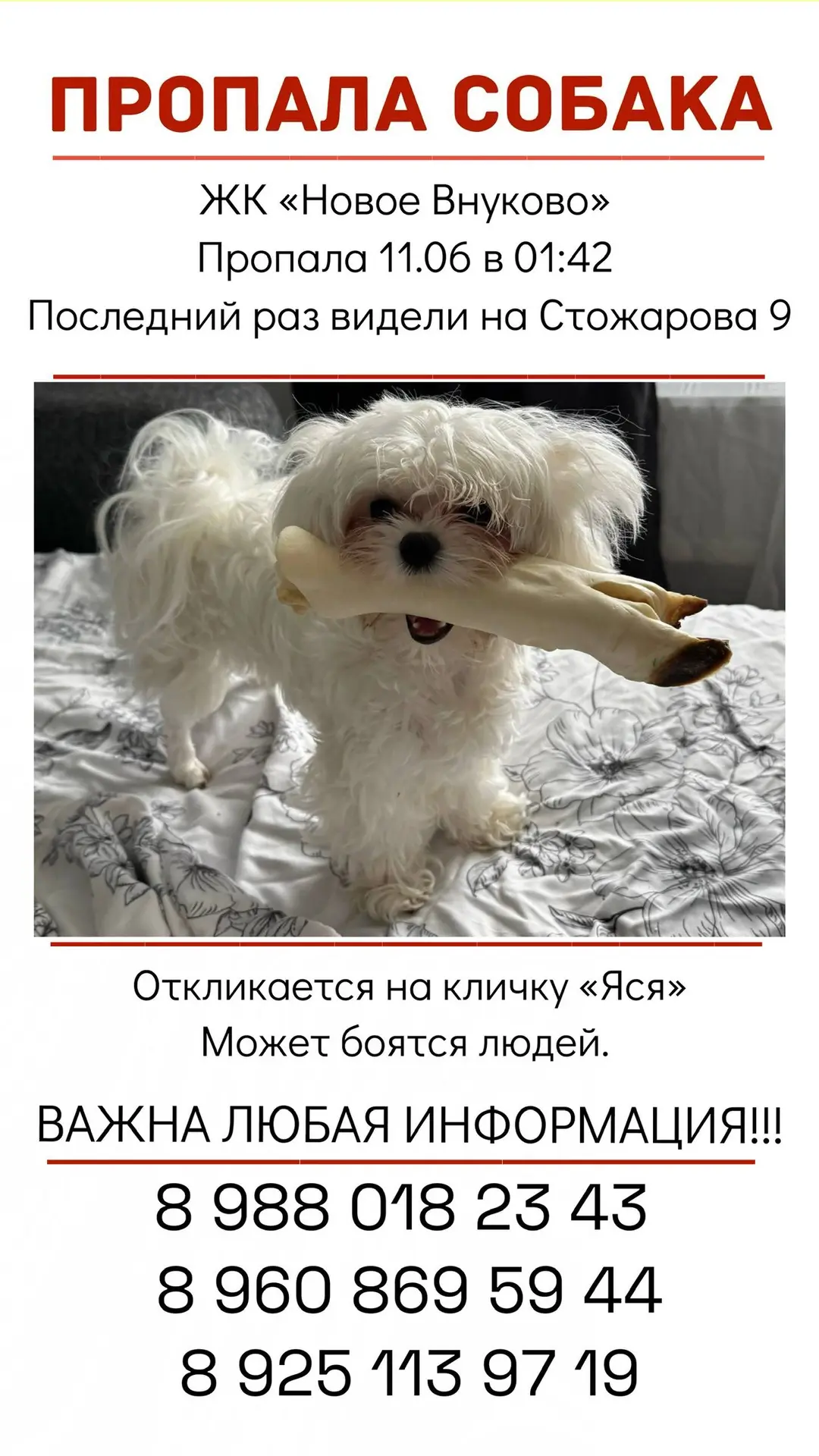 Пропала собака ЖК «Новое Внуково»