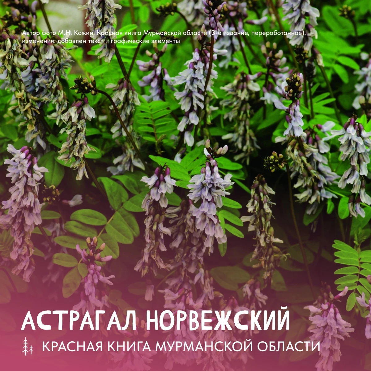 Сегодня рассказываем про редкое многолетнее растение из семейства бобовых — астрагал но...