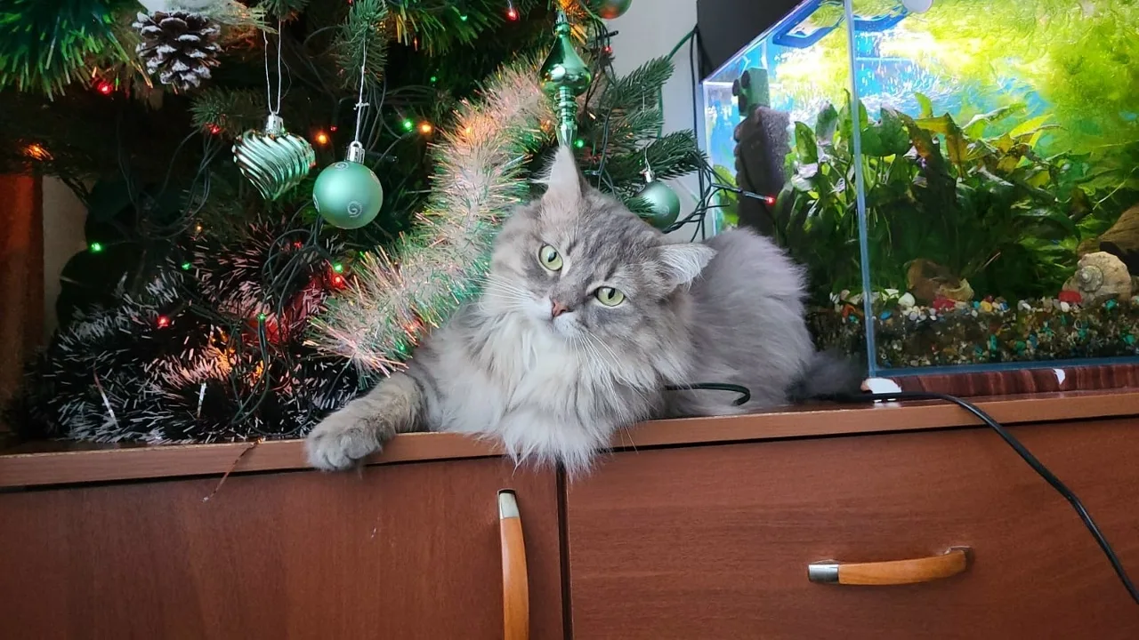 🐾 Пушистый взломщик ящиков. Свежие новости от нашего выпускника Пушка (Рика)!  Друзья, что может быт