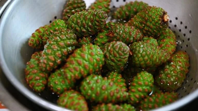 🌲 ЦЕЛЕБНАЯ НАСТОЙКА ИЗ МОЛОДЫХ ШИШЕК