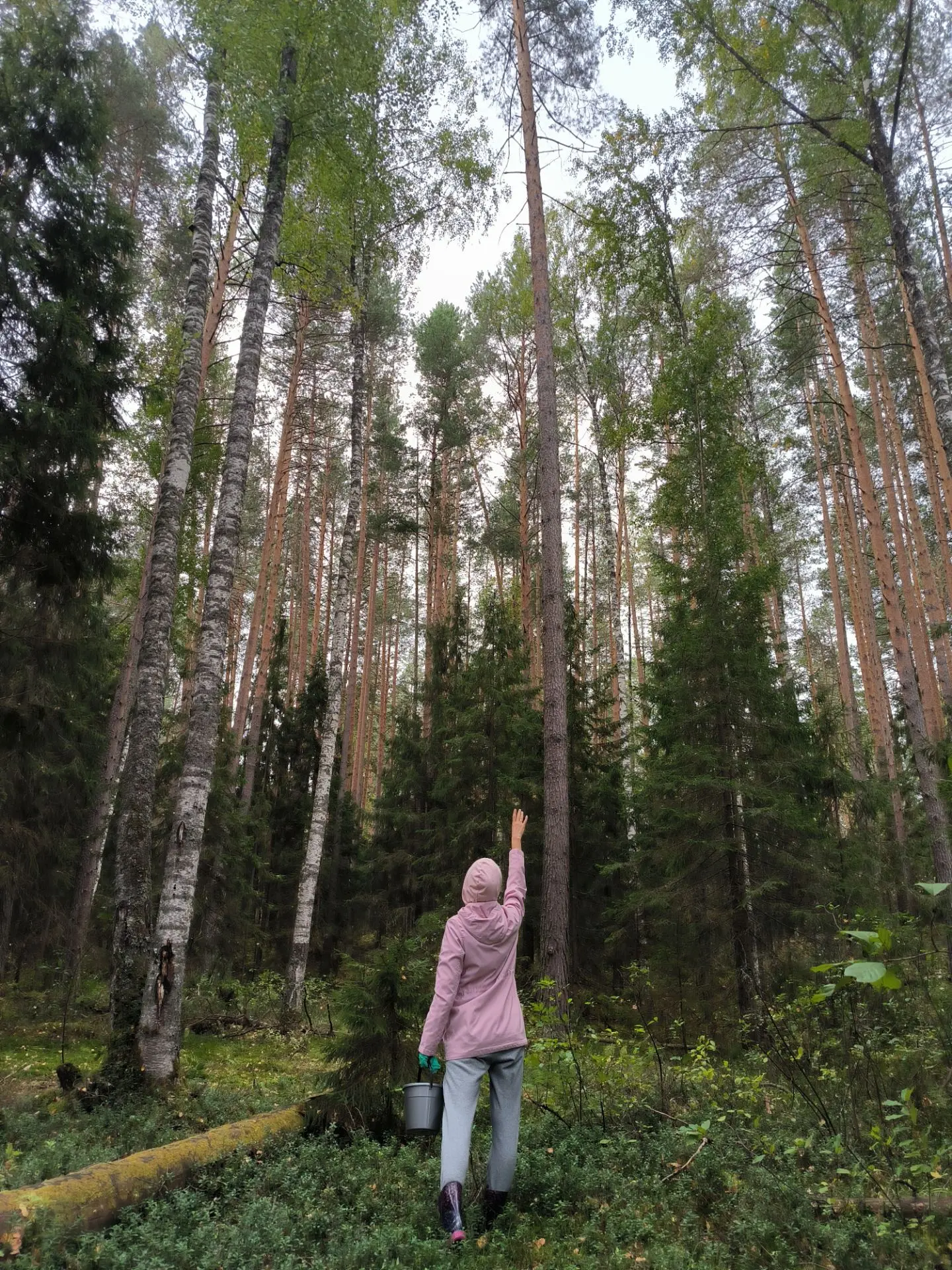 🤤Мы сегодня ходили за грибами. 🍄🍁