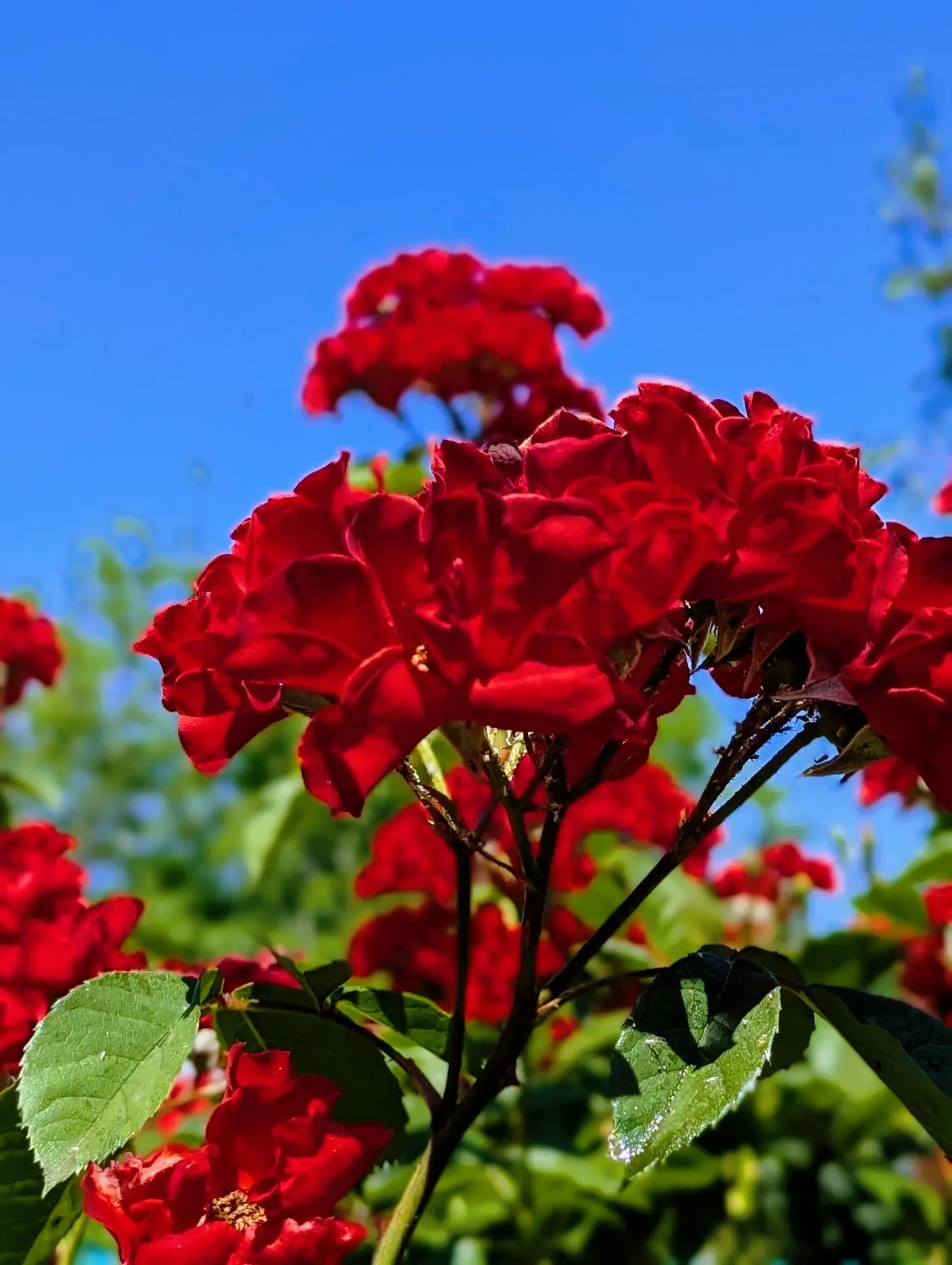 Доброе утро!🌷